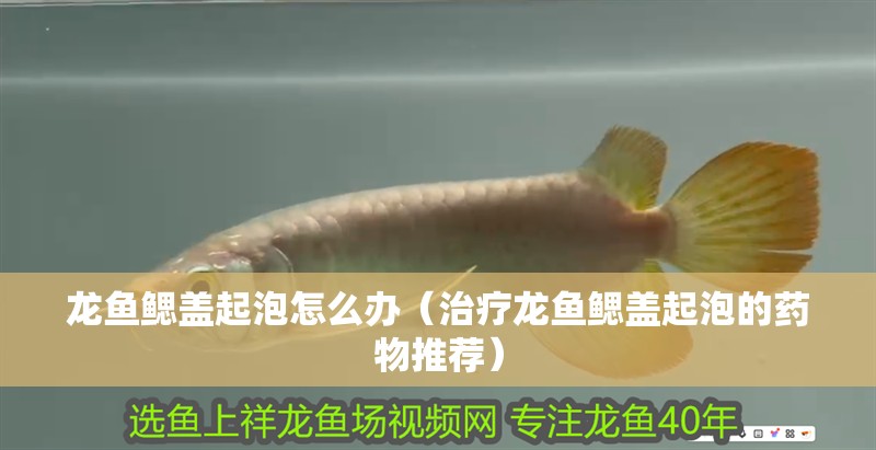 龍魚鰓蓋起泡怎么辦（治療龍魚鰓蓋起泡的藥物推薦）