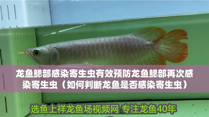 龍魚鰓部感染寄生蟲有效預防龍魚鰓部再次感染寄生蟲（如何判斷龍魚是否感染寄生蟲）