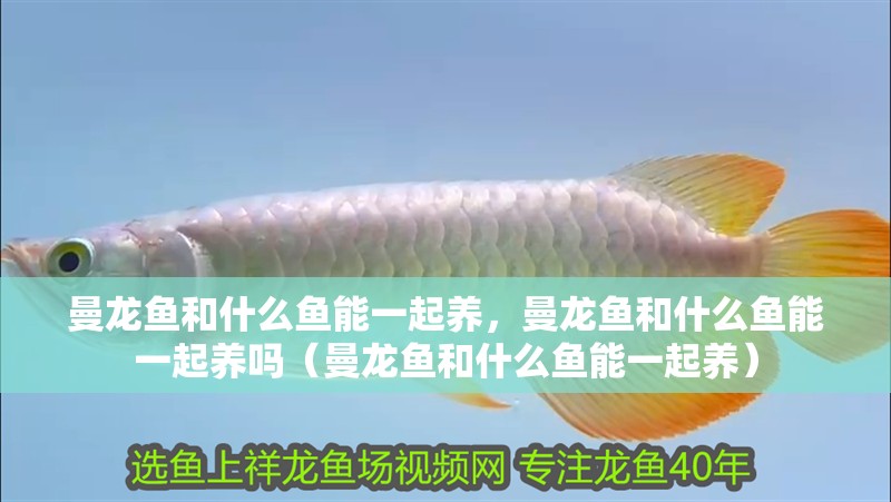 曼龍魚和什么魚能一起養，曼龍魚和什么魚能一起養嗎（曼龍魚和什么魚能一起養）
