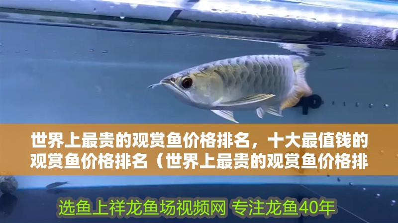 世界上最貴的觀賞魚價(jià)格排名，十大最值錢的觀賞魚價(jià)格排名（世界上最貴的觀賞魚價(jià)格排名）