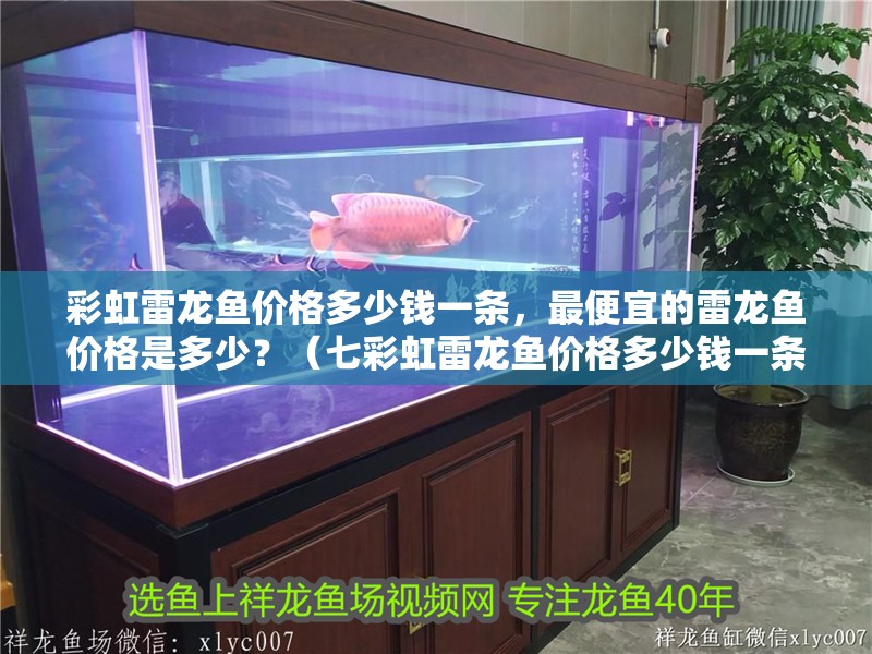 彩虹雷龍魚價格多少錢一條，最便宜的雷龍魚價格是多少？（七彩虹雷龍魚價格多少錢一條和最便宜的雷龍魚價格多少錢一條）
