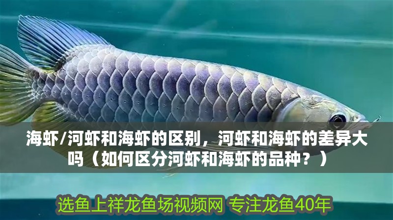海蝦/河蝦和海蝦的區別，河蝦和海蝦的差異大嗎（如何區分河蝦和海蝦的品種？）