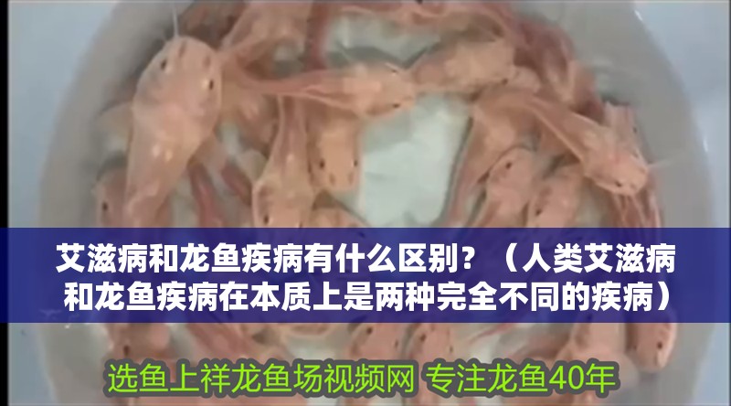 艾滋病和龍魚疾病有什么區(qū)別？（人類艾滋病和龍魚疾病在本質(zhì)上是兩種完全不同的疾病）
