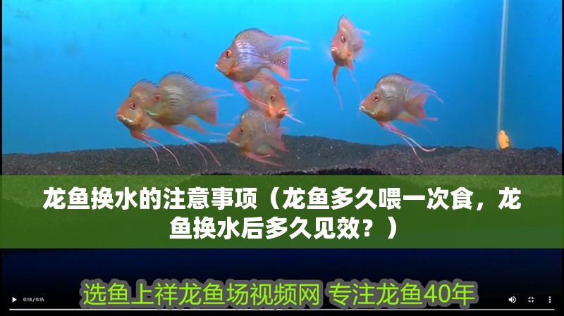 龍魚換水的注意事項（龍魚多久喂一次食，龍魚換水后多久見效？）