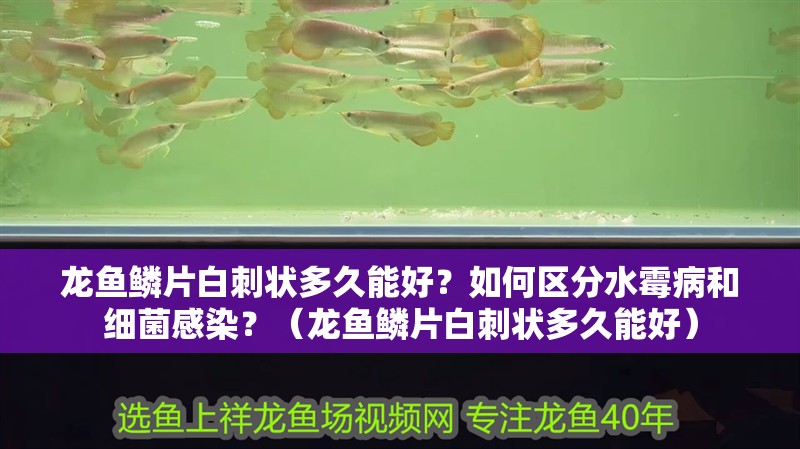 龍魚(yú)鱗片白刺狀多久能好？如何區(qū)分水霉病和細(xì)菌感染？（龍魚(yú)鱗片白刺狀多久能好）