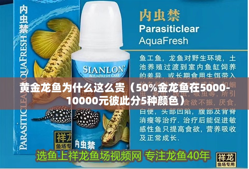 黃金龍魚為什么這么貴（50%金龍魚在5000-10000元彼此分5種顏色）