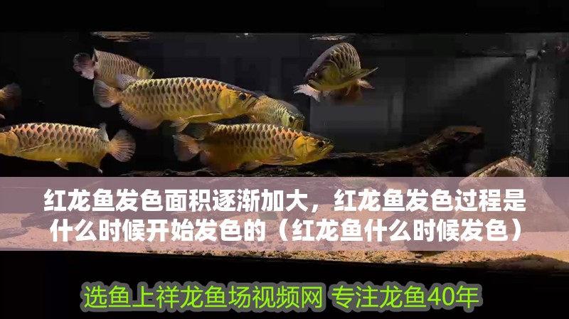 紅龍魚發(fā)色面積逐漸加大，紅龍魚發(fā)色過程是什么時候開始發(fā)色的（紅龍魚什么時候發(fā)色）
