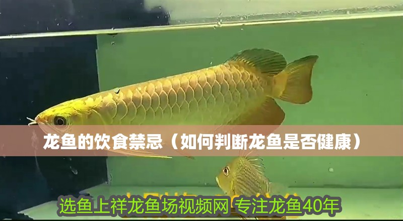 龍魚的飲食禁忌（如何判斷龍魚是否健康）