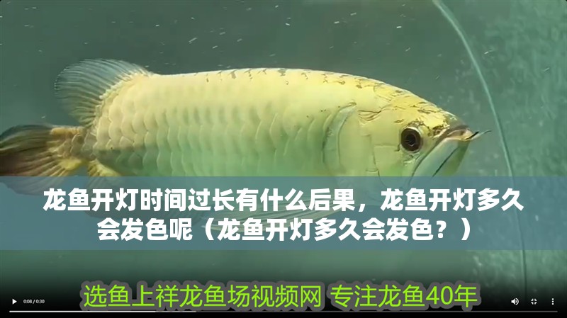 龍魚開燈時間過長有什么后果，龍魚開燈多久會發色呢（龍魚開燈多久會發色？）