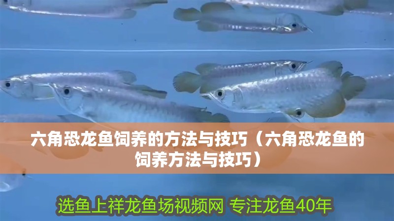 六角恐龍魚飼養的方法與技巧（六角恐龍魚的飼養方法與技巧）