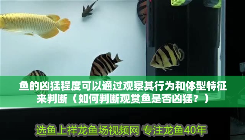 魚的兇猛程度可以通過觀察其行為和體型特征來判斷（如何判斷觀賞魚是否兇猛？）