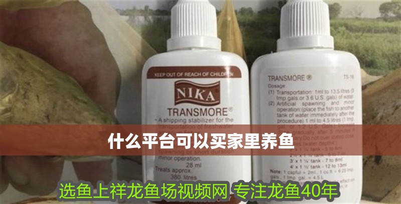 什么平臺可以買家里養(yǎng)魚 什么平臺可以買家里養(yǎng)魚 觀賞魚百科