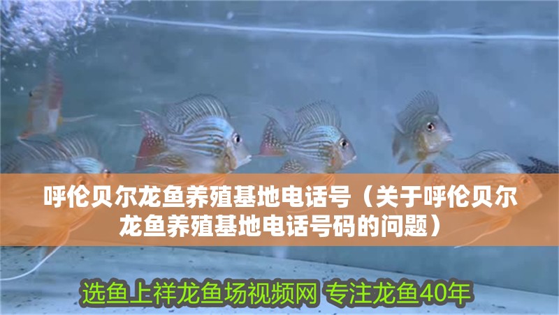 呼倫貝爾龍魚養(yǎng)殖基地電話號（關(guān)于呼倫貝爾龍魚養(yǎng)殖基地電話號碼的問題）