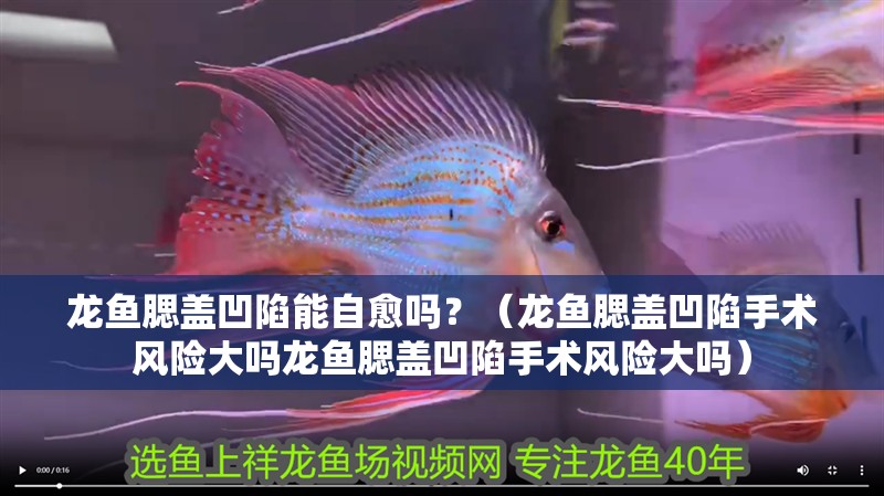 龍魚腮蓋凹陷能自愈嗎？（龍魚腮蓋凹陷手術(shù)風(fēng)險大嗎龍魚腮蓋凹陷手術(shù)風(fēng)險大嗎）