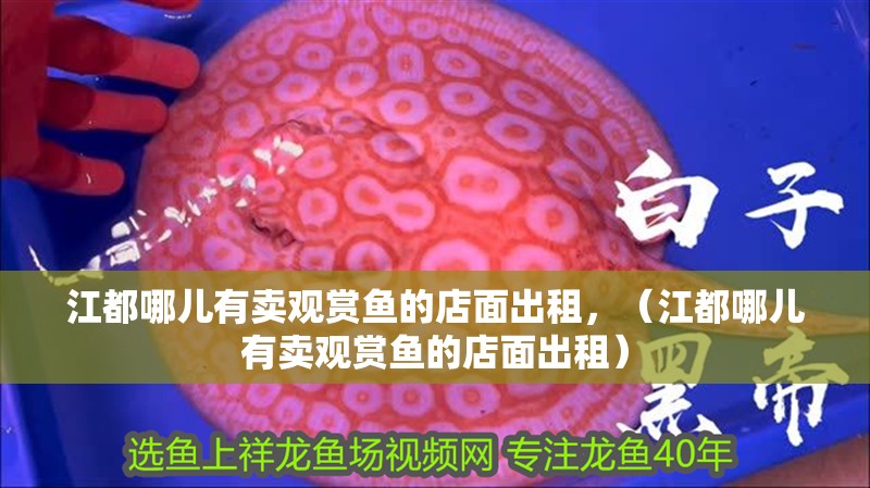 <strong><mark>江都</mark></strong>哪兒有賣觀賞魚的店面出租，（<strong><mark>江都</mark></strong>哪兒有賣觀賞魚的店面出租）