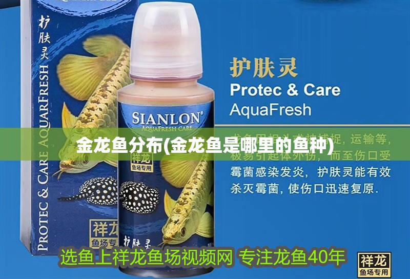 金龍魚分布(金龍魚是哪里的魚種)