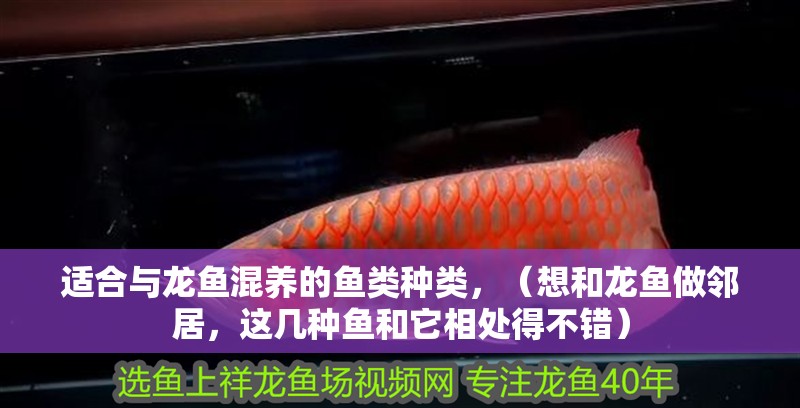 適合與龍魚混養(yǎng)的魚類種類，（想和龍魚做鄰居，這幾種魚和它相處得不錯）