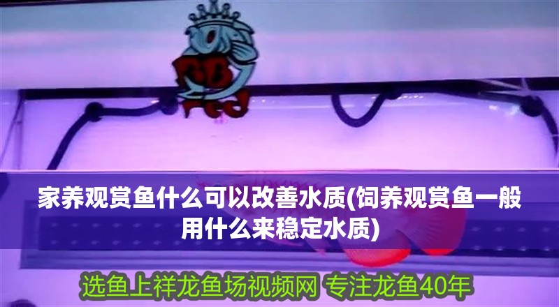 家養觀賞魚什么可以改善水質(飼養觀賞魚一般用什么來穩定水質)