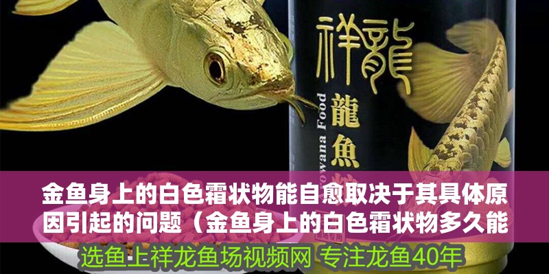 金魚身上的白色霜狀物能自愈取決于其具體原因引起的問題（金魚身上的白色霜狀物多久能好？） 金魚身上的白色霜狀物能自愈取決于其具體原因引起的問題（金魚身上的白色霜狀物多久能好？） 龍魚百科