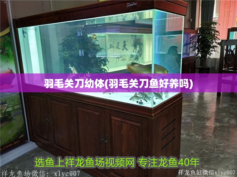 羽毛關刀幼體(羽毛關刀魚好養嗎) 羽毛關刀幼體(羽毛關刀魚好養嗎) 觀賞魚百科
