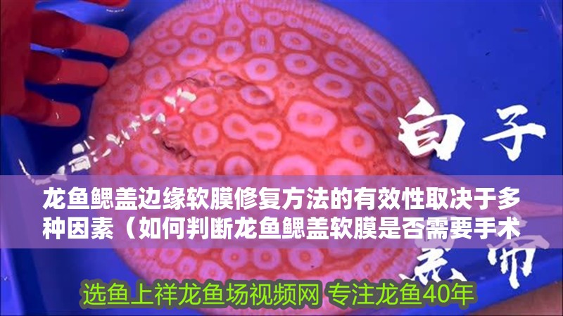 魚缸用增氧泵價格是多少:魚缸增氧機-xtrac增氧機-xtrac增氧機 龍魚鰓蓋邊緣軟膜修復方法的有效性取決于多種因素(如何判斷龍魚鰓蓋軟膜是否需要手術?) 龍魚百科 龍魚鰓蓋邊緣軟膜修復方法的有效性取決于多種因素(如何判斷龍魚鰓蓋軟膜是否需要手術?) 龍魚鰓蓋邊緣軟膜修復方法的有效性取決于多種因素(如何判斷龍魚鰓蓋軟膜是否需要手術?) 龍魚百科