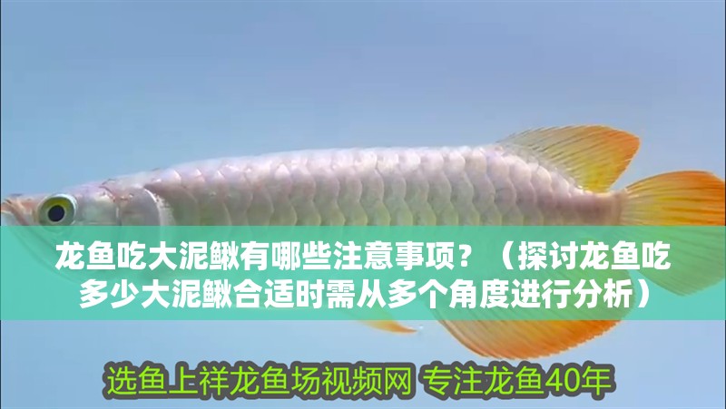 龍魚吃大泥鰍有哪些注意事項？（探討龍魚吃多少大泥鰍合適時需從多個角度進行分析）