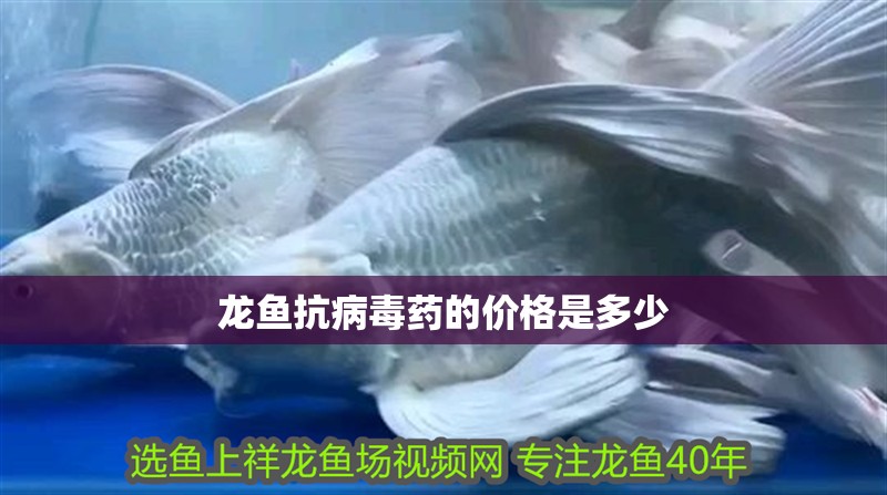 龍魚抗病毒藥的價格是多少