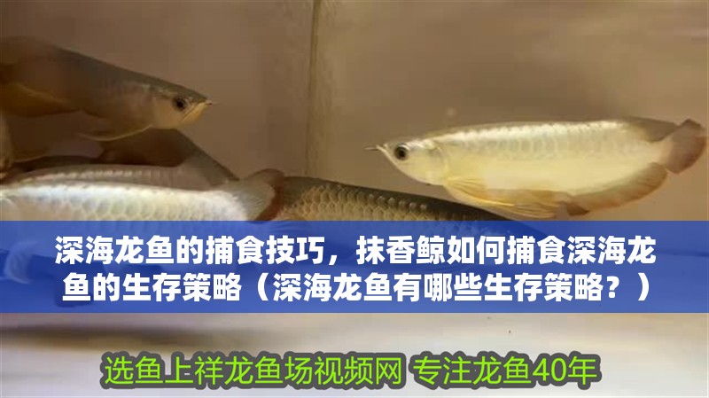 深海龍魚的捕食技巧，抹香鯨如何捕食深海龍魚的生存策略（深海龍魚有哪些生存策略？）