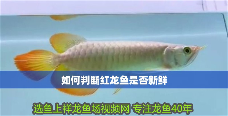 如何判斷紅龍魚是否新鮮