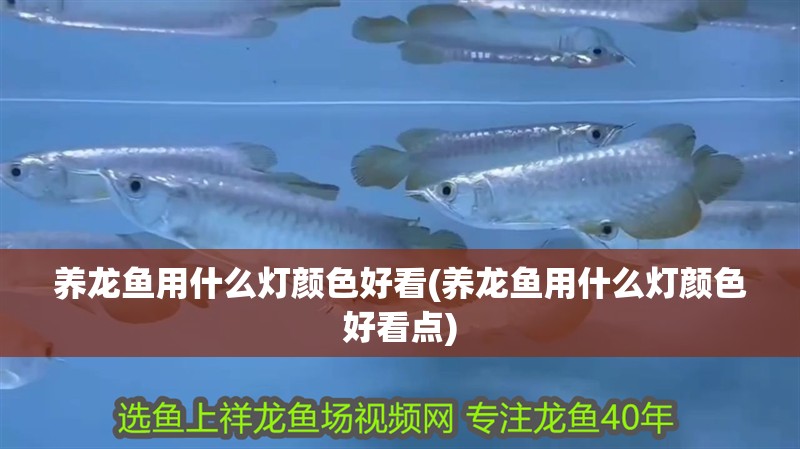 養(yǎng)龍魚用什么燈顏色好看(養(yǎng)龍魚用什么燈顏色好看點(diǎn))