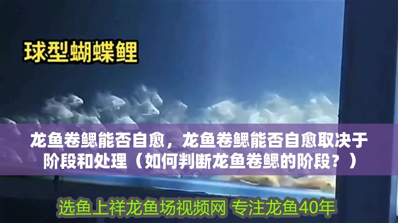 龍魚卷鰓能否自愈，龍魚卷鰓能否自愈取決于階段和處理（如何判斷龍魚卷鰓的階段？）