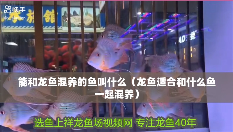 能和龍魚混養的魚叫什么（龍魚適合和什么魚一起混養）