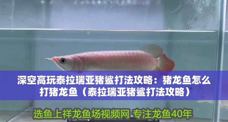 深空高玩泰拉瑞亞豬鯊打法攻略：豬龍魚怎么打豬龍魚（泰拉瑞亞豬鯊打法攻略）