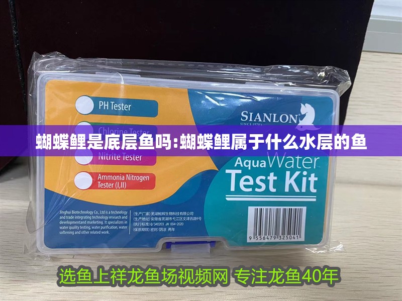 蝴蝶鯉是底層魚嗎:蝴蝶鯉屬于什么水層的魚