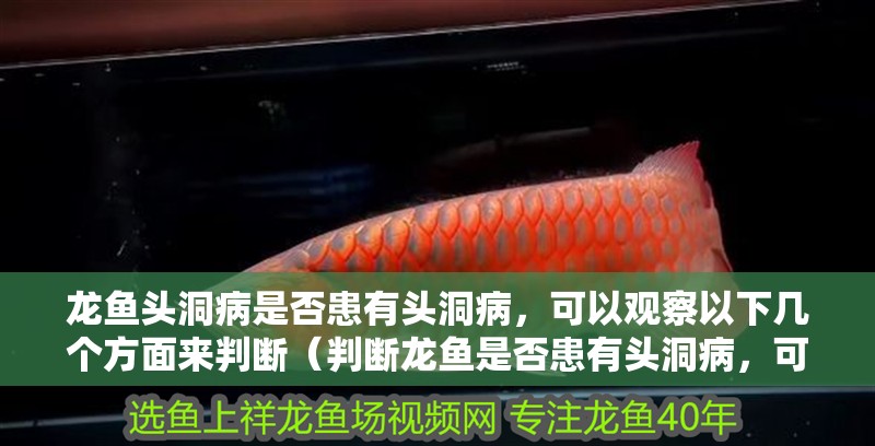 龍魚頭洞病是否患有頭洞病，可以觀察以下幾個方面來判斷（判斷龍魚是否患有頭洞病，可以觀察以下幾個方面來判斷）