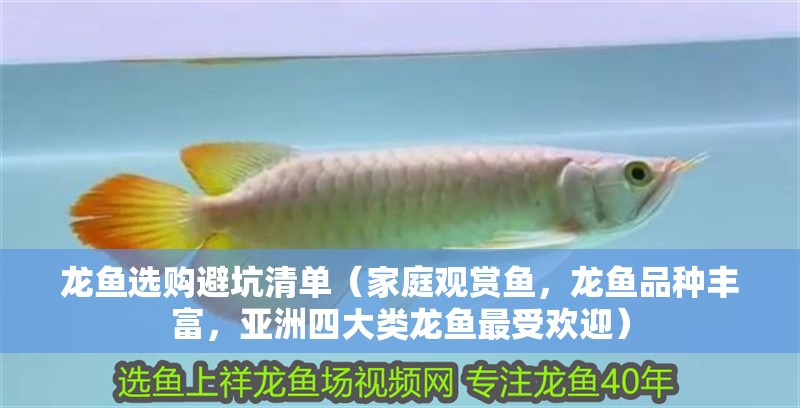 龍魚選購(gòu)避坑清單（家庭觀賞魚，龍魚品種豐富，亞洲四大類龍魚最受歡迎）