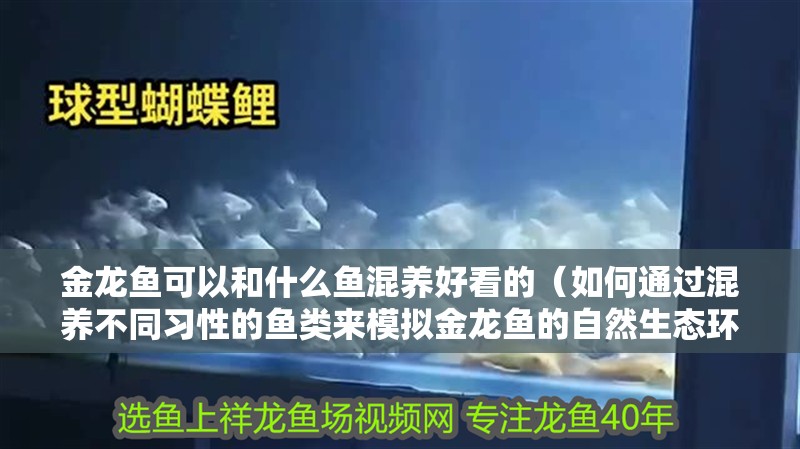 金龍魚可以和什么魚混養(yǎng)好看的（如何通過(guò)混養(yǎng)不同習(xí)性的魚類來(lái)模擬金龍魚的自然生態(tài)環(huán)境？）