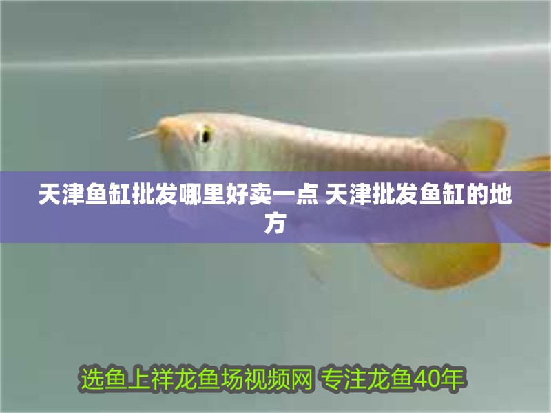 天津魚缸批發(fā)哪里好賣一點 天津批發(fā)魚缸的地方