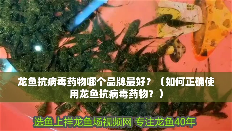 龍魚(yú)抗病毒藥物哪個(gè)品牌最好？（如何正確使用龍魚(yú)抗病毒藥物？）