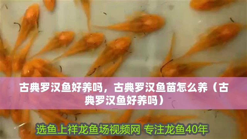 古典羅漢魚好養嗎，古典羅漢魚苗怎么養（古典羅漢魚好養嗎）
