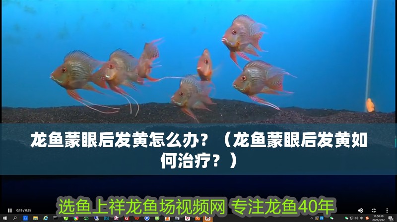 龍魚蒙眼后發(fā)黃怎么辦？（龍魚蒙眼后發(fā)黃如何治療？）