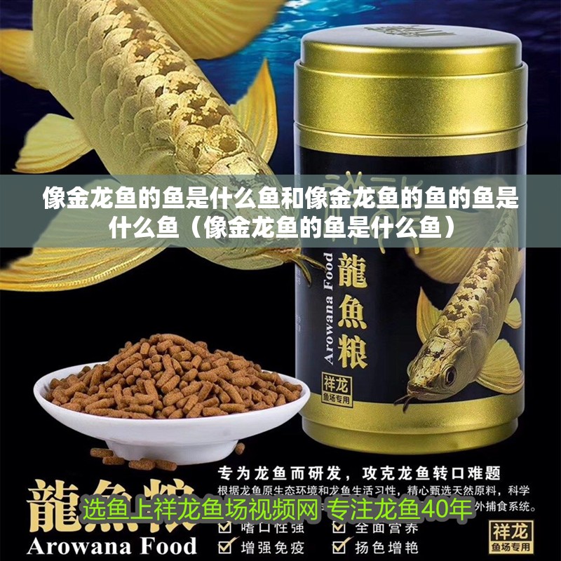 像金龍魚的魚是什么魚和像金龍魚的魚的魚是什么魚（像金龍魚的魚是什么魚）