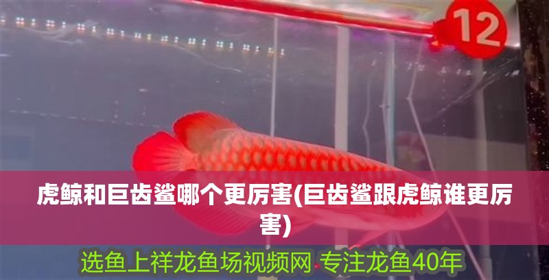 虎鯨和巨齒鯊哪個(gè)更厲害(巨齒鯊跟虎鯨誰更厲害)