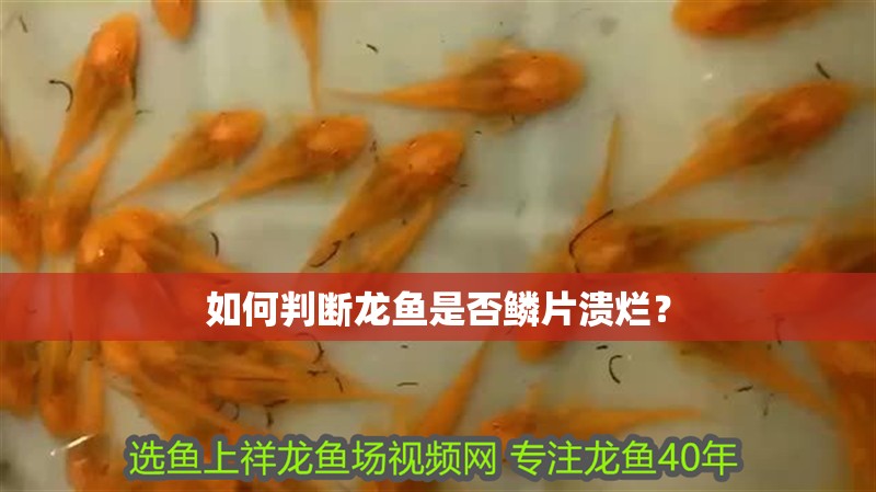 如何判斷龍魚是否鱗片潰爛？