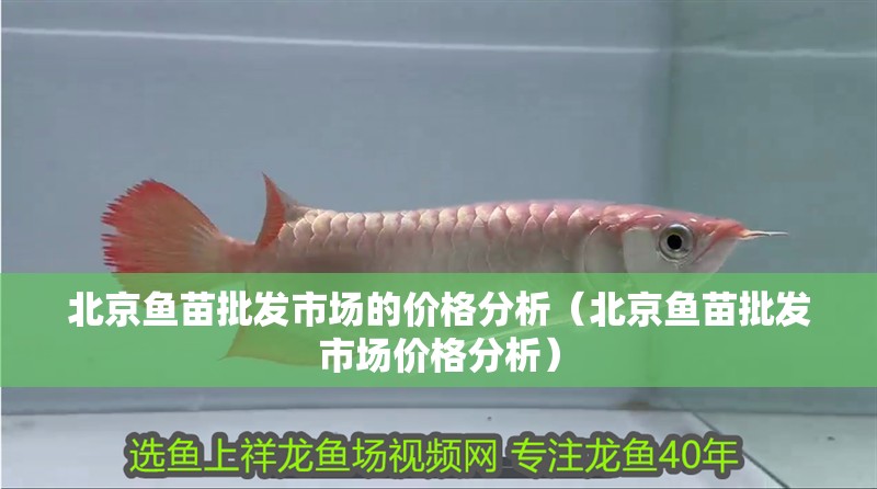 <strong><mark>北京</mark></strong>魚苗批發(fā)市場的價格分析（<strong><mark>北京</mark></strong>魚苗批發(fā)市場價格分析）