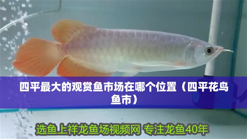 四平最大的觀賞魚市場在哪個位置（四平花鳥魚市） 四平最大的觀賞魚市場在哪個位置（四平花鳥魚市） 觀賞魚百科
