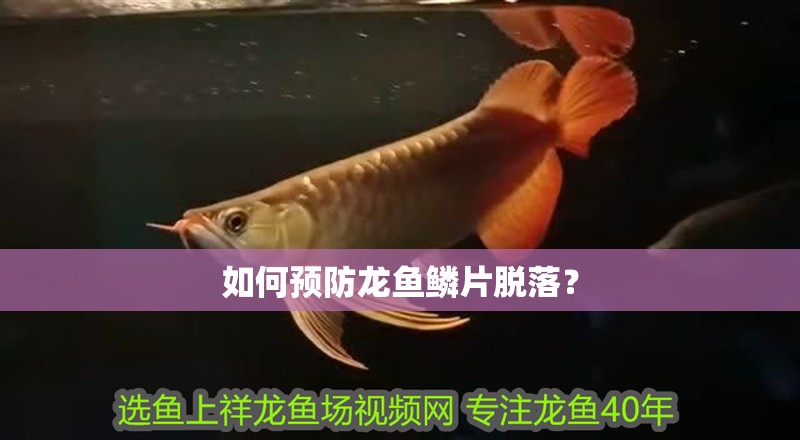 如何預(yù)防龍魚(yú)鱗片脫落？