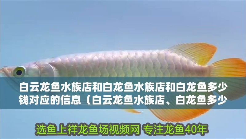 白云龍魚水族店和白龍魚水族店和白龍魚多少錢對應的信息（白云龍魚水族店、白龍魚多少錢）