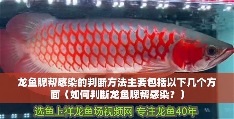 龍魚腮幫感染的判斷方法主要包括以下幾個方面（如何判斷龍魚腮幫感染？）