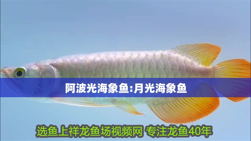 阿波光海象魚:月光海象魚